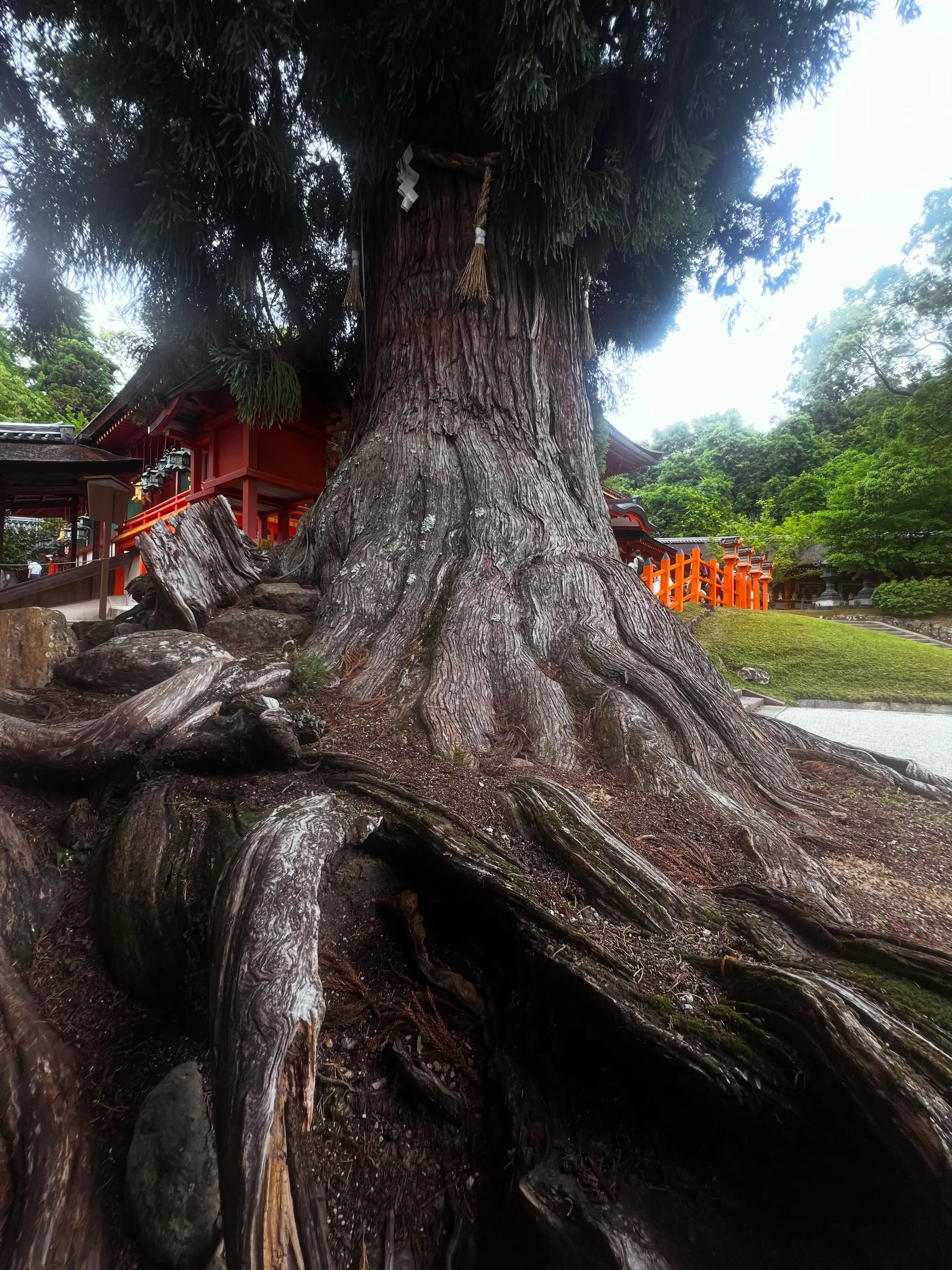 奈良の春日大社、東大寺南大門へ数十年振りに訪問して、圧巻のP...