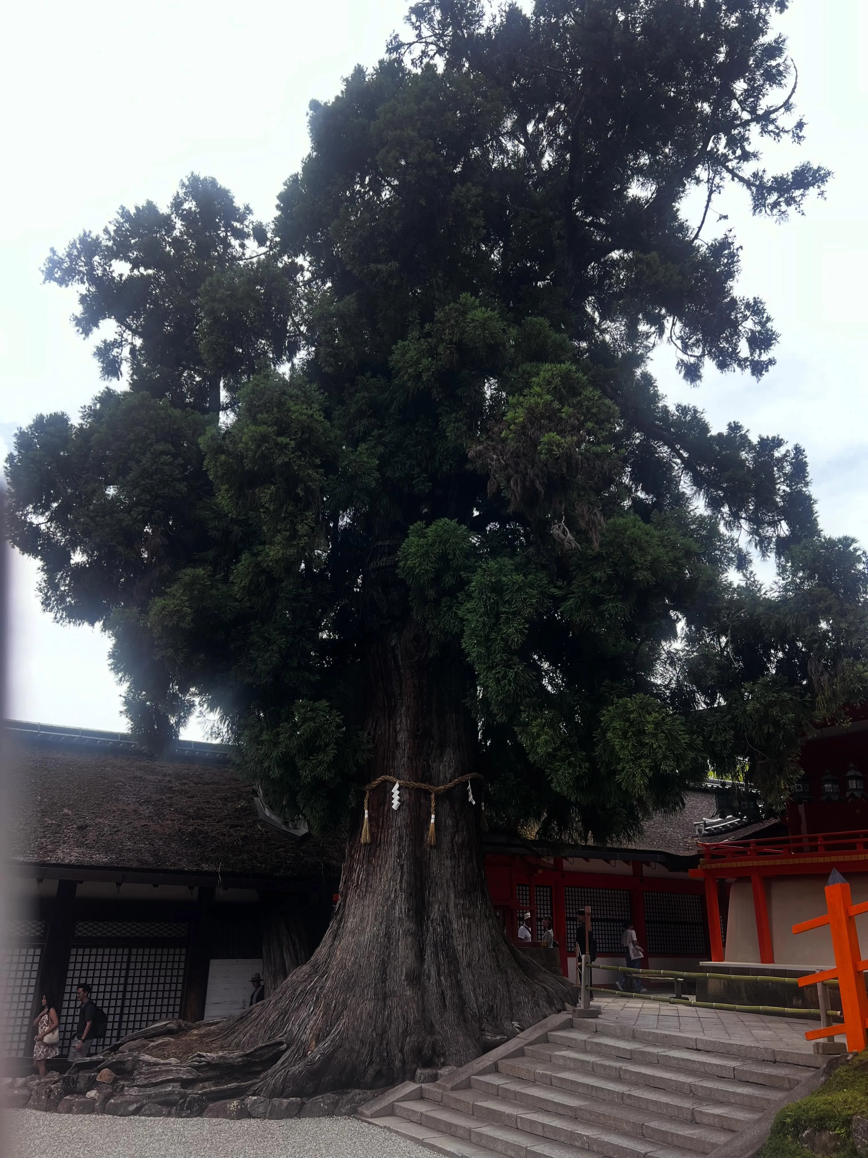 奈良の春日大社、東大寺南大門へ数十年振りに訪問して、圧巻のP...